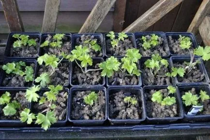 Delphinium mulți ani de plantare și îngrijire, foto, gradul și boala