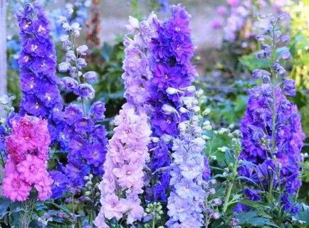 DELPHINIUM расте от семена, когато засаждане на разсад, как да се грижим