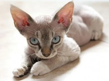 Devon Rex fotografii pisica, pret, natura rasei, descriere, videoclip