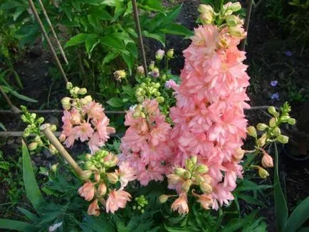 DELPHINIUM много години на засаждане и грижи, снимка, клас и заболяване