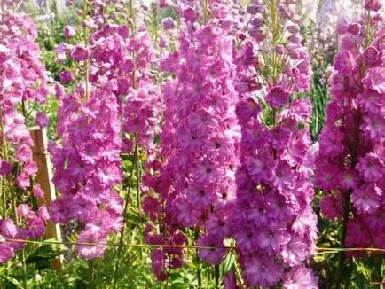 DELPHINIUM расте от семена, когато засаждане на разсад, как да се грижим