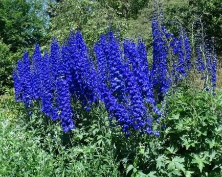 Delphinium mulți ani de plantare și îngrijire, foto, gradul și boala