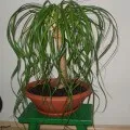 Dracaena de îngrijire Reflexa în cultivarea acasă și de reproducere, fotografie și video