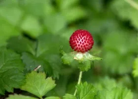 Dyusheneya növekvő magról ültetés és gondozás