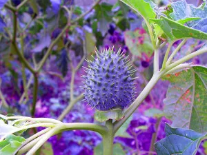 Datura Metel, обикновени, снимка грижи отглеждане