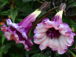 Datura metel, sima, fotó termesztés ellátás