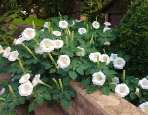 Datura metel, sima, fotó termesztés ellátás