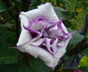 Datura metel, sima, fotó termesztés ellátás