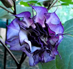 Datura metel, sima, fotó termesztés ellátás