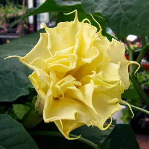 Datura Metel, обикновени, снимка грижи отглеждане