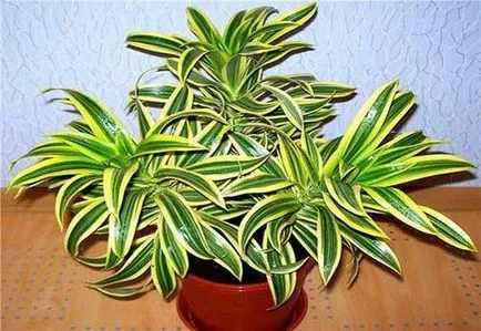 Dracaena de îngrijire Reflexa în cultivarea acasă și de reproducere, fotografie și video