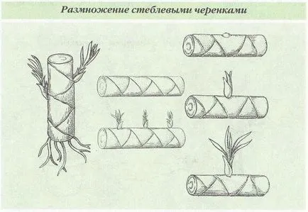 Dracaena reflexa грижи в отглеждането на дома и разплод, фото и видео