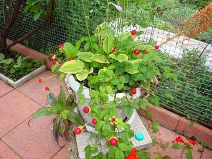Dyusheneya indian - descriere, reproducere, de îngrijire, de plantare, fotografie, folosit în grădină, soiuri și specii