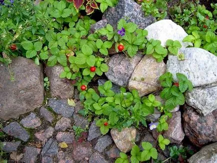 Dyusheneya indiai termesztés, ültetés és gondozás