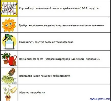 Dyusheneya Indiai - én szobanövények