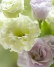 Eustoma mulți ani - o grămadă de o plantă