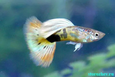 guppy asistență de urgență, boli și tratamente, articole, guppy lor de club