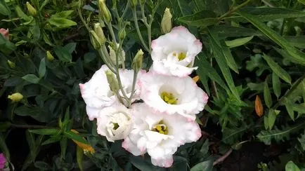 Еустома (Lisianthus) засаждане, отглеждане на семена в дома, когато да се засадят разсад, грижи