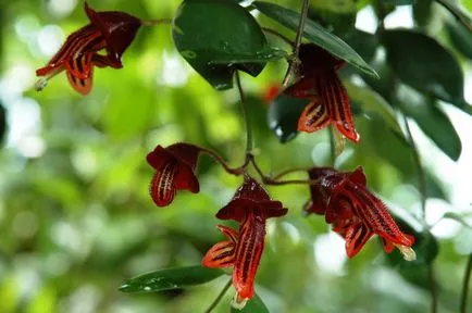 Aeschynanthus cultivare și îngrijire la domiciliu