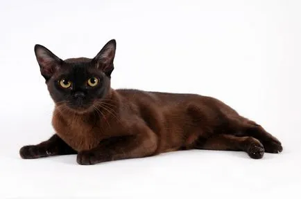 Европейските Бирма котка снимки, описание порода
