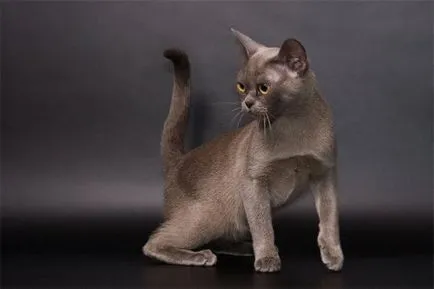 Európai burmai macska képek, fajta leírás