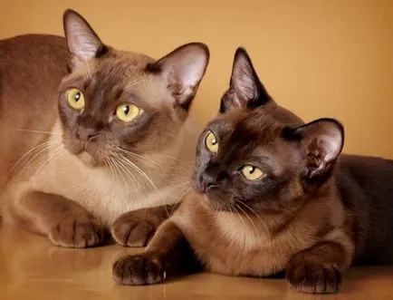 Birmaneze poze europene pisică, descriere rasa