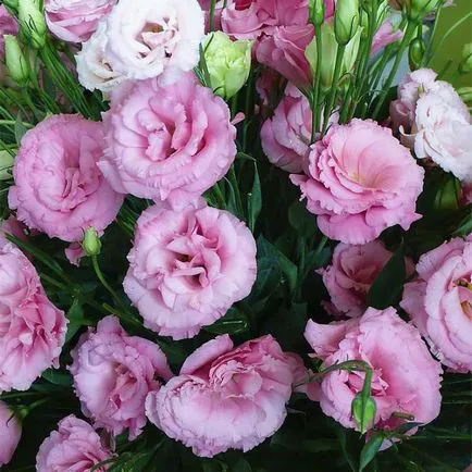 plantare Eustoma rădăcină perene, în special cultivarea, îngrijirea și recenzii