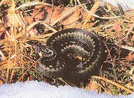 timpul lui Viper să se trezească, șarpele hibernare den, iernat șarpe, habitatul, dușmanii vipera,