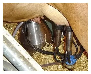 Bazele fiziologice de muls vaci automat - agrodelo