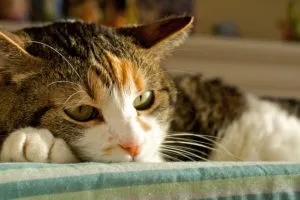 Hepatita la pisici cauze, simptome și tratament