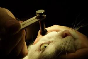 Glaukóma macskáknál tünetei az elsődleges és másodlagos kezelés