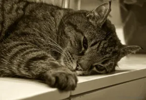 Хепатит при котките причинява, симптоми и лечение