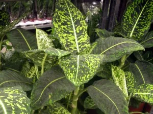 Къде Dieffenbachia ще растат добре и се грижат у дома