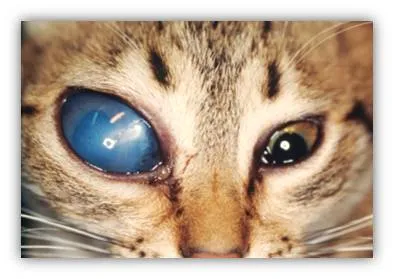 Глаукома при котки симптоми на първична и вторична обработка