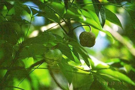 Hevea (brasiliensis Hevea), Hevea copac, lemn de Hevea