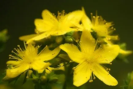 Homeopátia Hypericum perforatum (Hypericum perforatum) indikációi