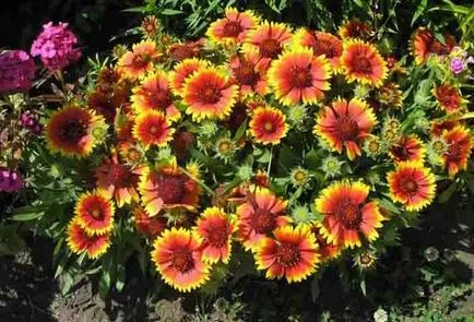 Gaillardia de plantare perene și de îngrijire - regulile de bază