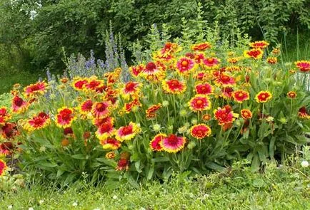 Gaillardia de plantare perene și de îngrijire - regulile de bază