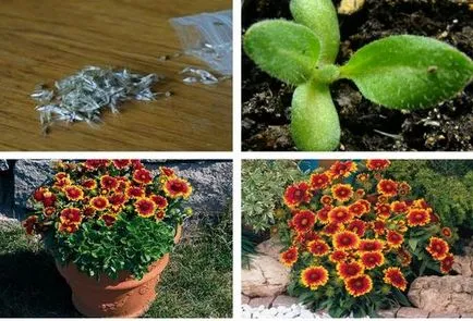 Gaillardia de plantare perene și de îngrijire - regulile de bază