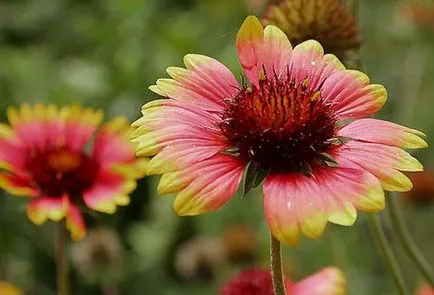 Gaillardia évelő ültetés és gondozás - az alapvető szabályok