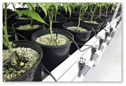 Hydroponics egy rövid tanfolyam kezdőknek