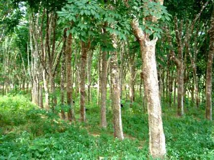 Hevea (brasiliensis Hevea), Hevea copac, lemn de Hevea