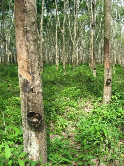 Hevea (Hevea brasiliensis), hevea fa, fa hevea