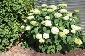 Hydrangea цветя не са, какво да правят,