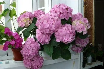 Hydrangea цветя не са, какво да правят,