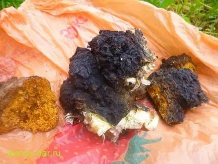 Chaga ciuperci, cămară de pădure