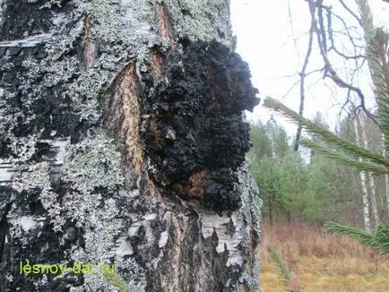 Chaga gomba, erdő kamra