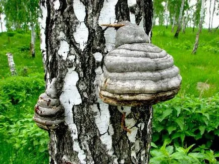 Chaga ciuperci, cămară de pădure