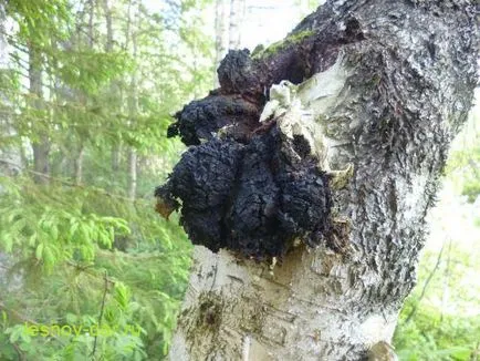 Chaga gomba, erdő kamra