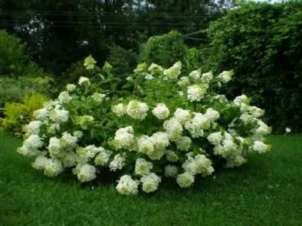 Hydrangea цветя не са, какво да правят,